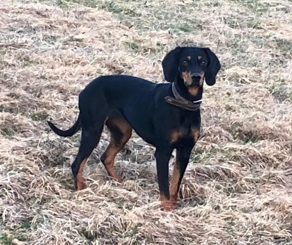 Jagdhund