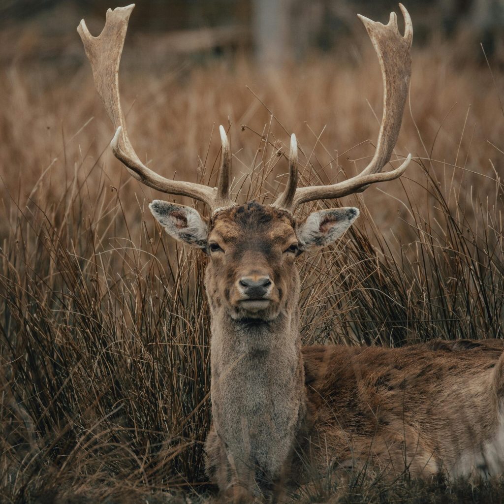 damhirsch scaled.jpg